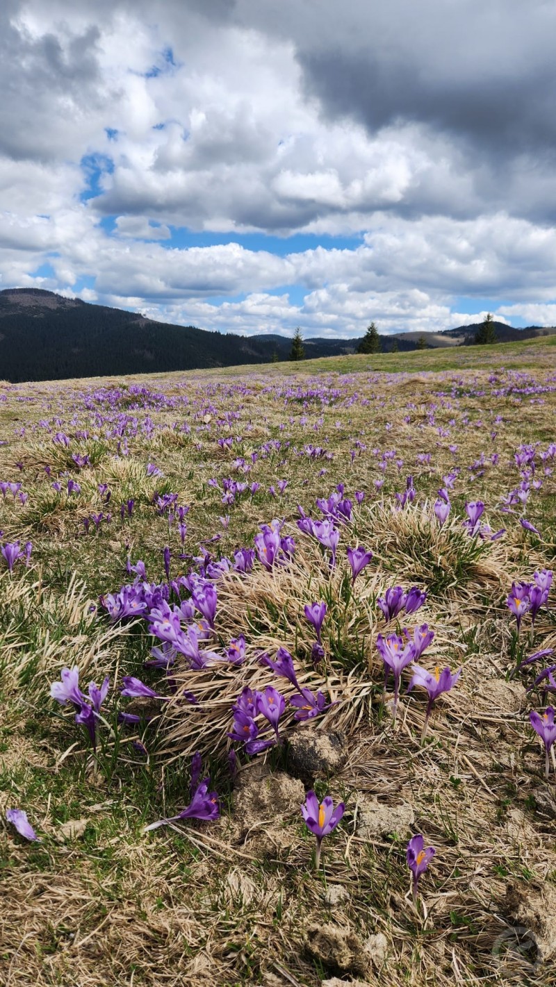Julius Holiday Chalet Valea Boga 706531 thumb