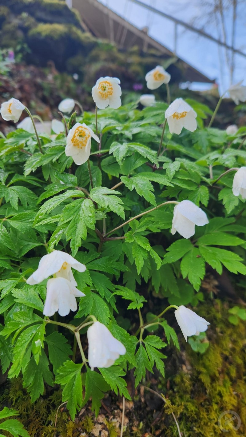 Julius Holiday Chalet Valea Boga 706543 thumb