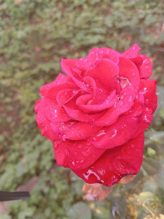 Tudor Pension Turda 703456 thumb