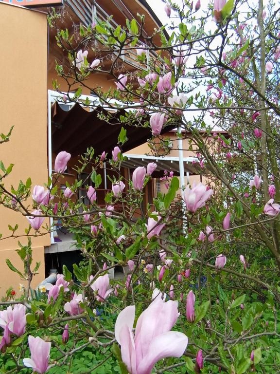 Tudor Pension Turda 703457 thumb