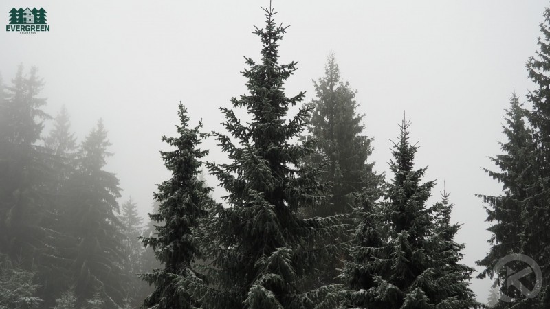 Evergreen Balvanyos Băile Bálványos 683872 thumb