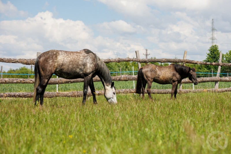 Tulipános Kuckó in Őrség Viszák 678470 thumb