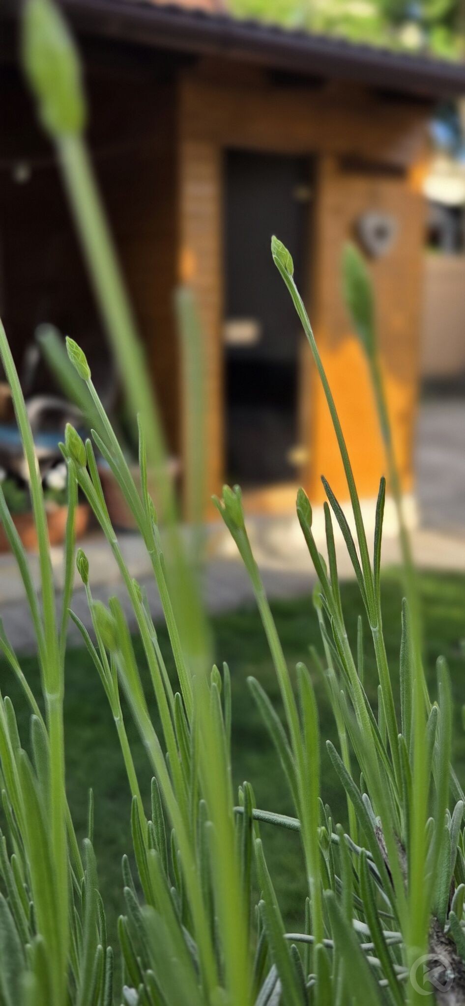 Leila Apartman Gyula 703026 thumb