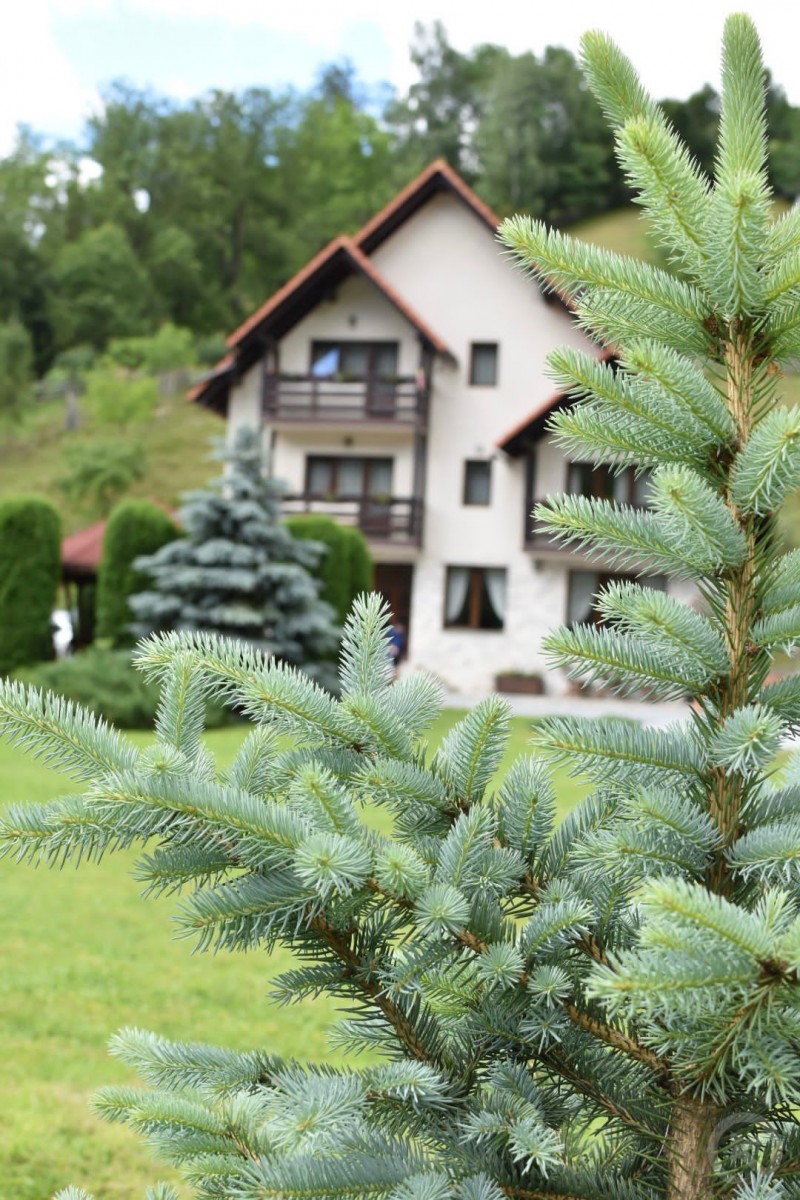 POIENIŢA PENSION Albac 713154 thumb