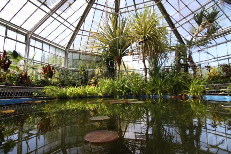 ALEXANDRU BORZA BOTANICAL GARDEN 140 thumb