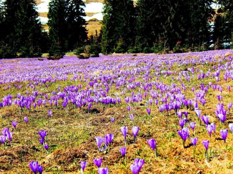 Padiș &ndash; The Natural Wonder of Bihor County