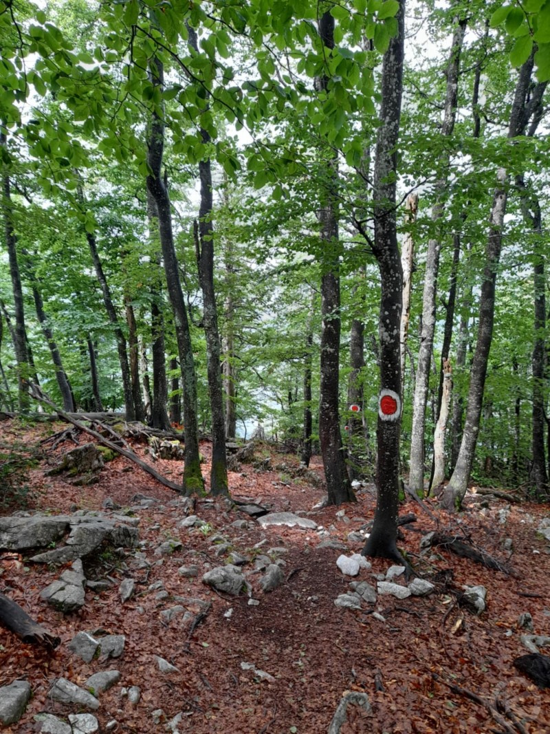 Glăvoi Meadow 132 thumb